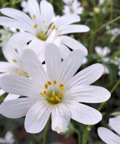 BIO Grote muur - Stellaria holostea