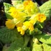 BIO Gulden sleutelbloem - Primula veris