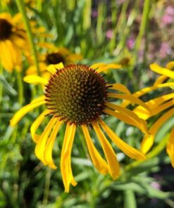 BIO Gele zonnehoed - Echinacea paradoxa
