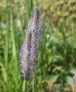 BIO Ruige weegbree - Plantago media