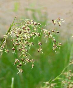 BIO Grote veldbies - Luzula sylvatica