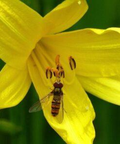 BIO Daglelie ‘Corky’ - Hemerocallis ‘Corky’