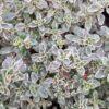BIO Citroentijm - Thymus vulgaris ‘Silver Queen’