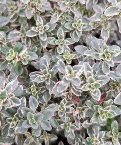 BIO Citroentijm - Thymus vulgaris ‘Silver Queen’