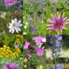 Wilde natuurlijke tuin – inheems tuinpakket
