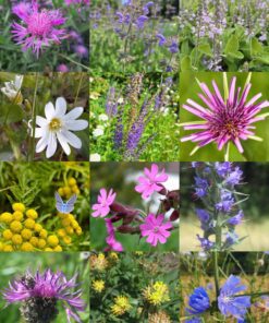 Wilde natuurlijke tuin – inheems tuinpakket